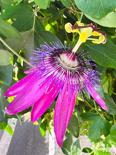 Close-up of a purple passion flower with radiating blue and white filaments among green leaves