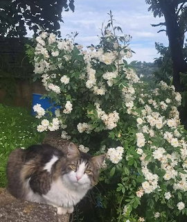 Cat in Rose Garden