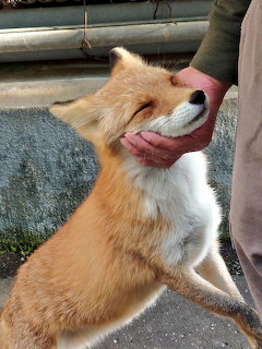 Red Fox Being Pet