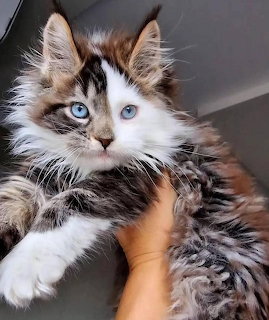 Fluffy brown and white kitten with blue eyes held in hand