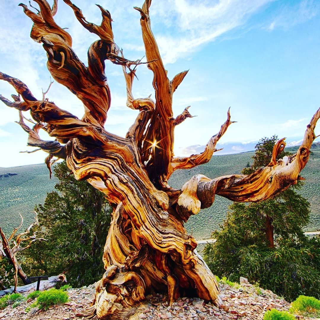 Ancient Bristlecone Pine Tree