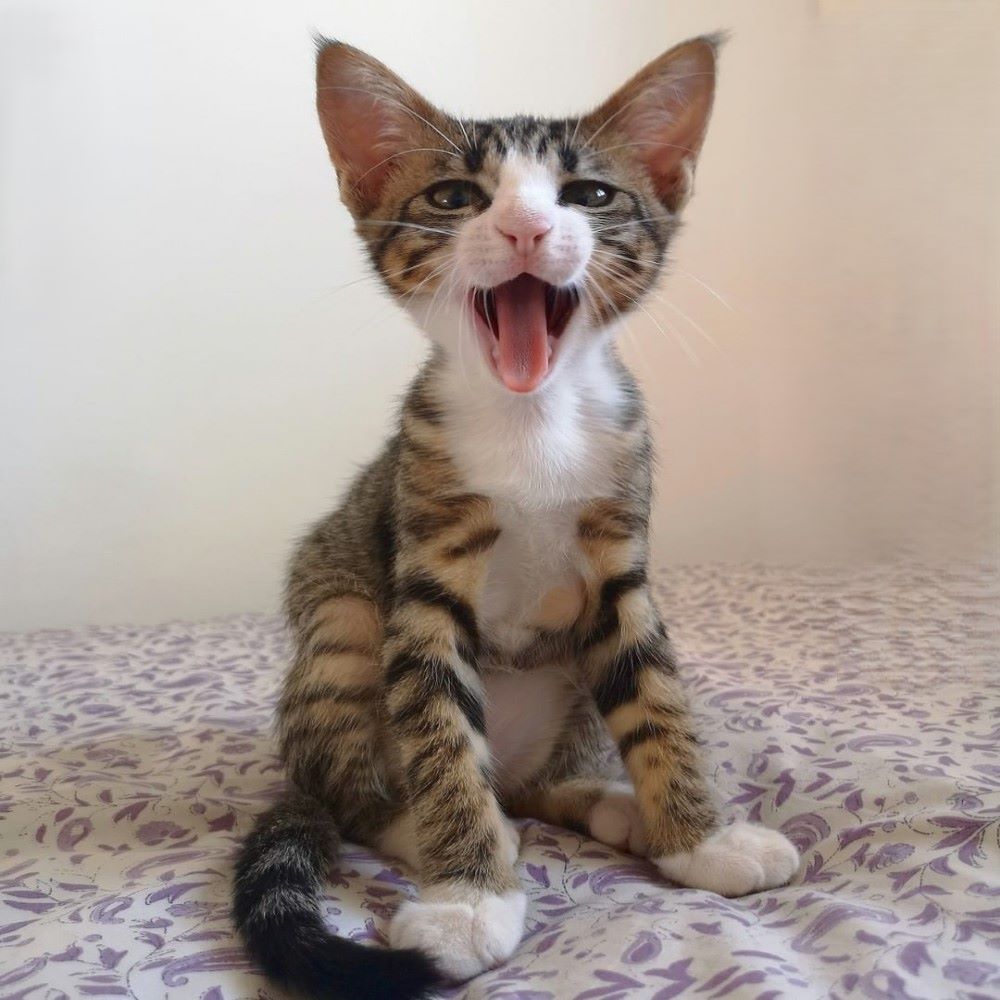 Brown tabby kitten caught yawning
