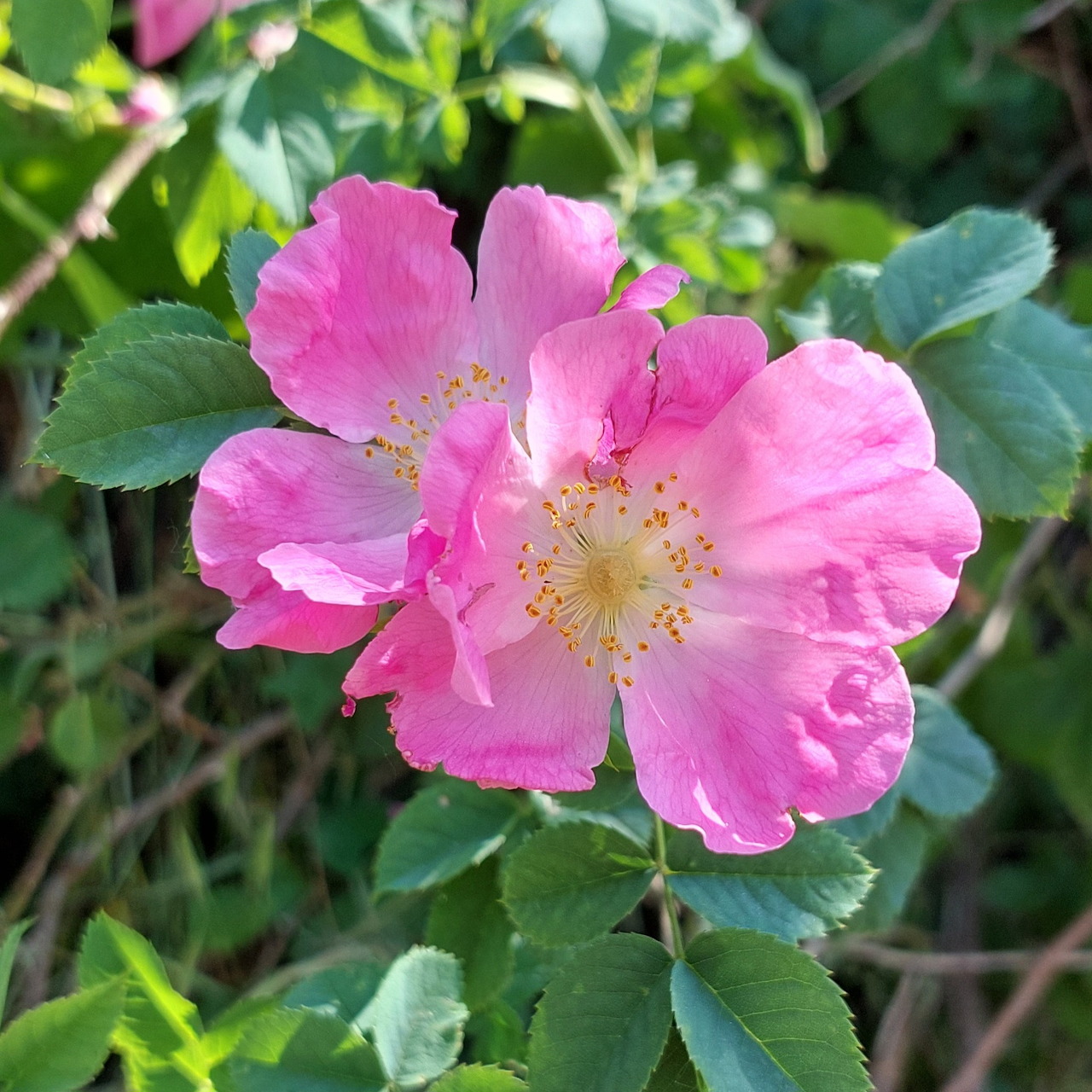 Close-up of pink wild rose flowers with green leaves