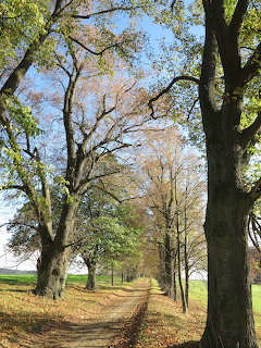 Tree-lined dirt path with fallen leaves and large deciduous trees under a blue sky