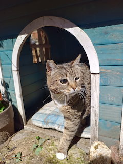 Gray tabby cat in wooden shelter with white arch, turquoise background