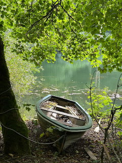 Small white and green rowboat on a leafy lakeshore under overhanging tree branches