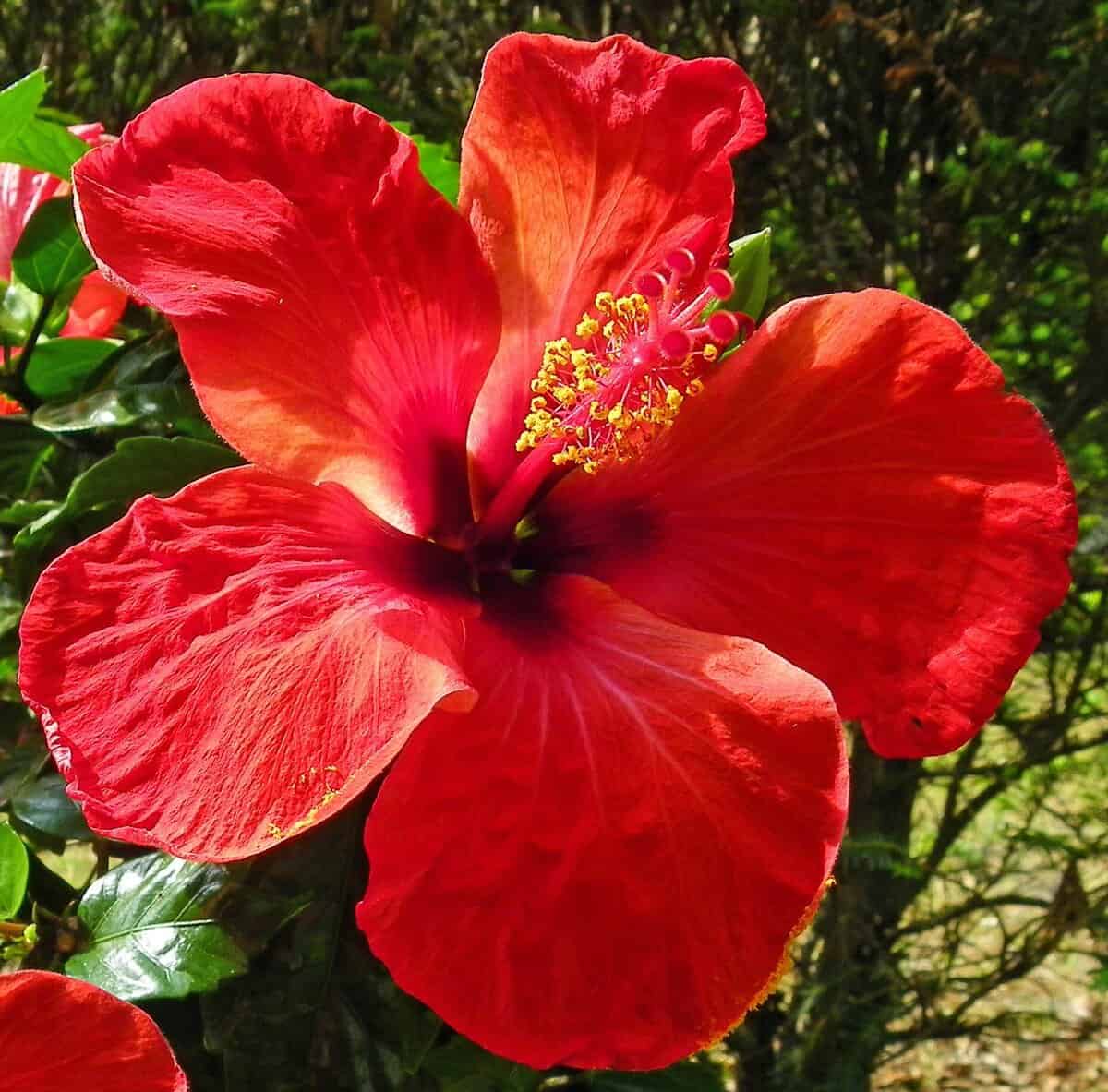 Bright red hibiscus flower with prominent yellow stamen center and green leaves in background