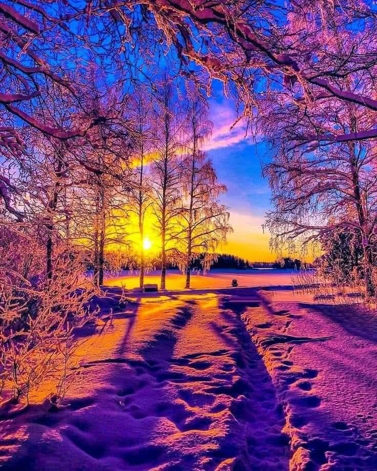 Snow-covered path through frost-covered trees at a vivid purple and golden winter sunset
