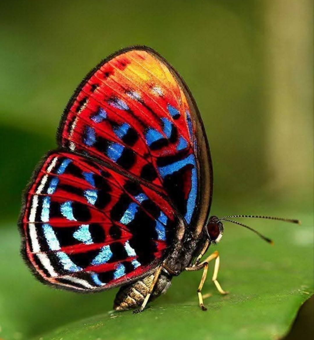 Colorful Butterfly on Leaf