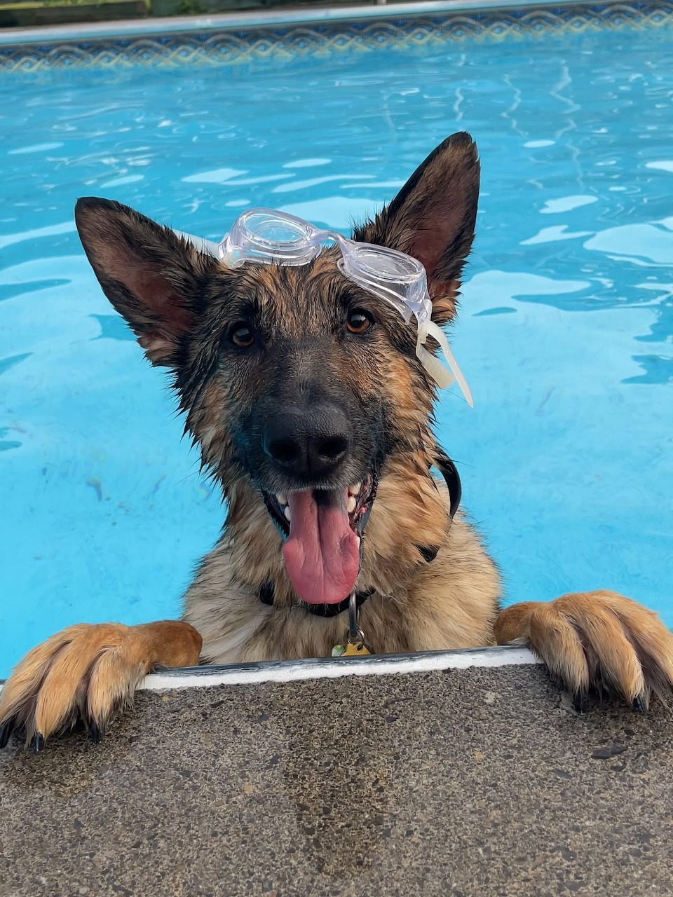 German Shepherd dog with swim goggles on his head, paws on pool edge, tongue out, wet fur