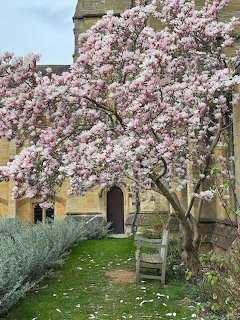 Spring Magnolia Tree in Bloom