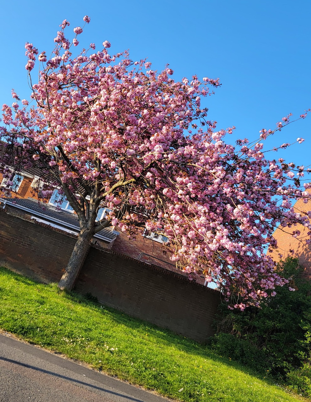 Pink magnolia tree flowering abundantly on grass beside city street with building behind