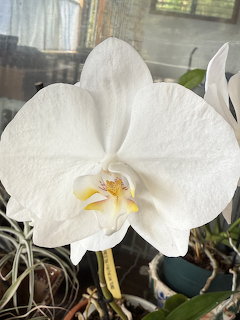 Close-up of a white phalaenopsis orchid flower with yellow center and green leaves behind
