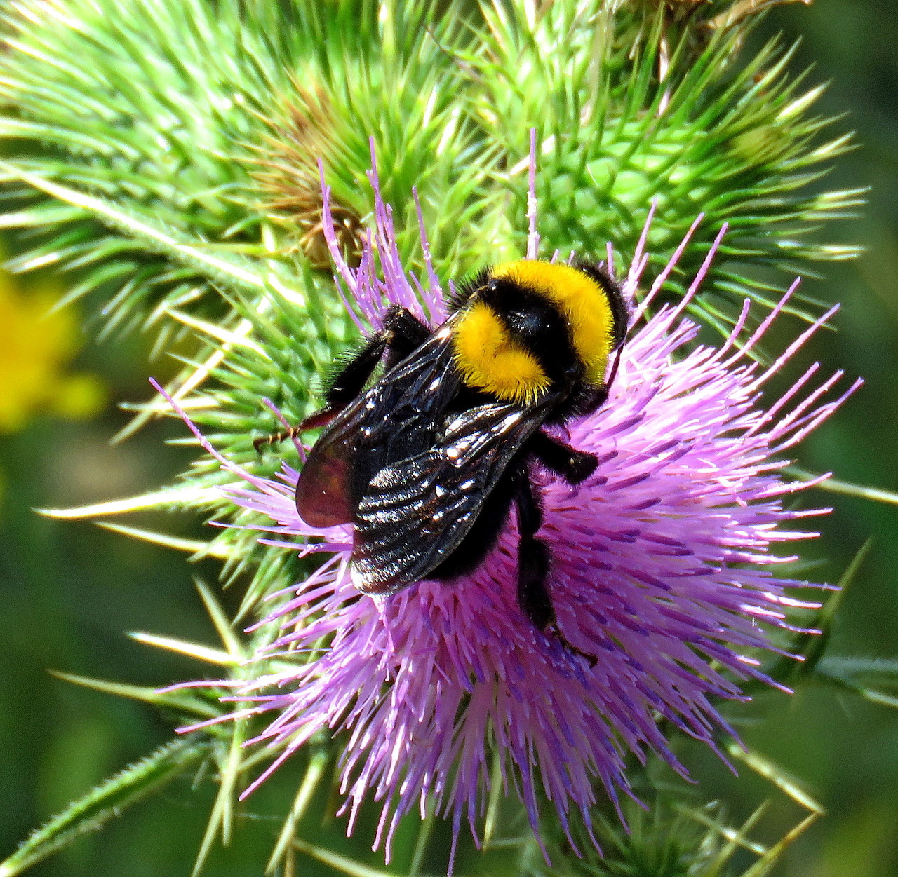 Bumblebee on Purple Thistle Flower