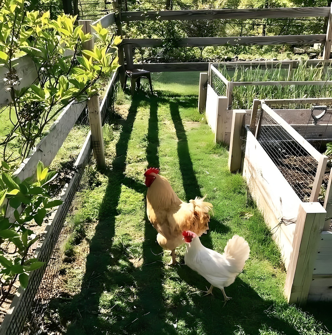 Brown chicken walking on grass in a backyard garden with vegetable beds and coops