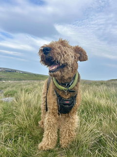 Airedale Terrier dog with tan curly fur and green collar in grassy outdoor field
