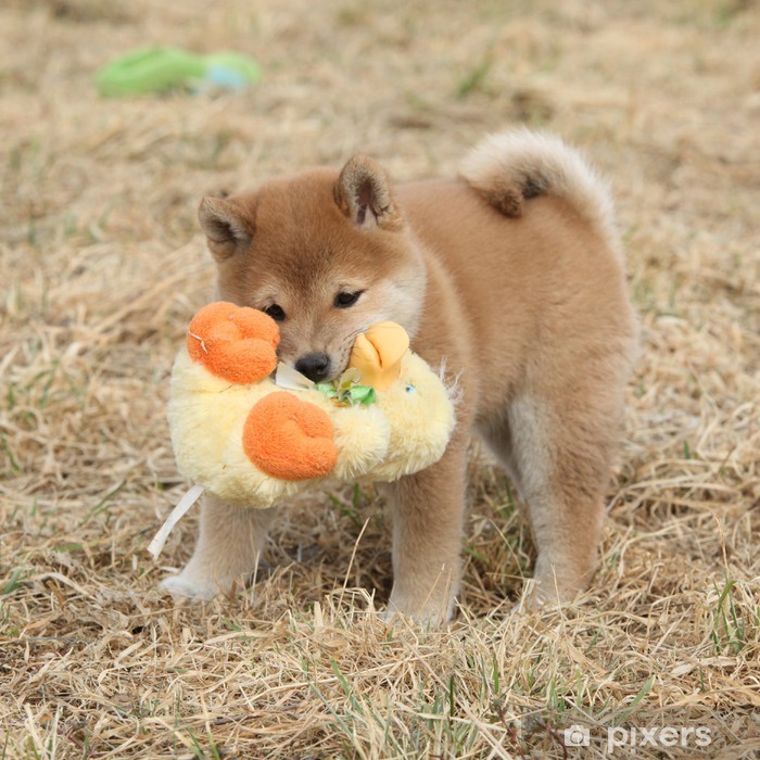 Shiba Inu puppy holding orange plush toy on grass