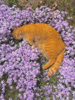 Orange Cat in Purple Flowers