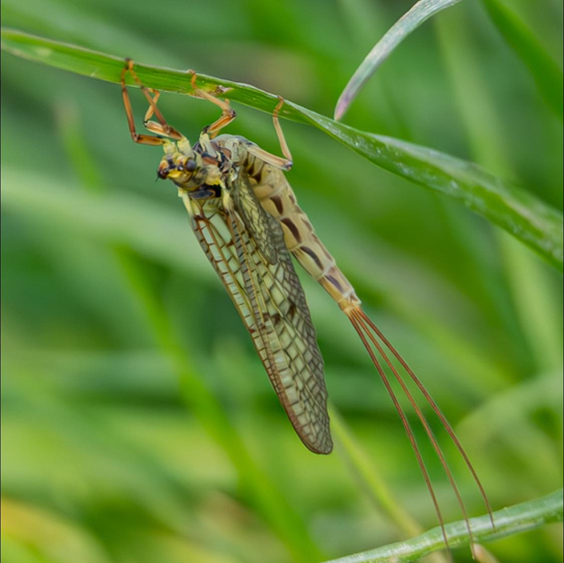 Macro photo of a mayfly hanging from a blade of grass with transparent wings and long tails