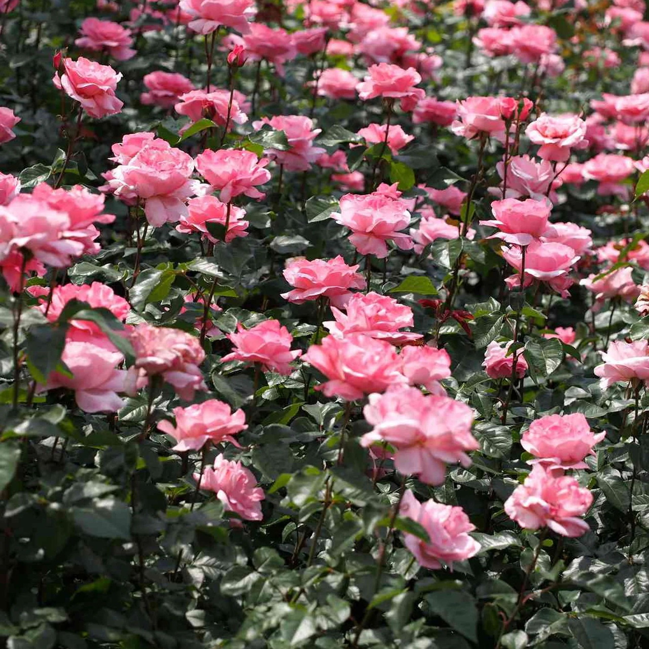 Dense garden of pink Queen Elizabeth roses with green leaves in natural outdoor setting