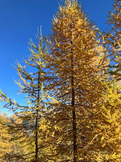 Tall larch trees with golden yellow autumn foliage against a deep blue sky