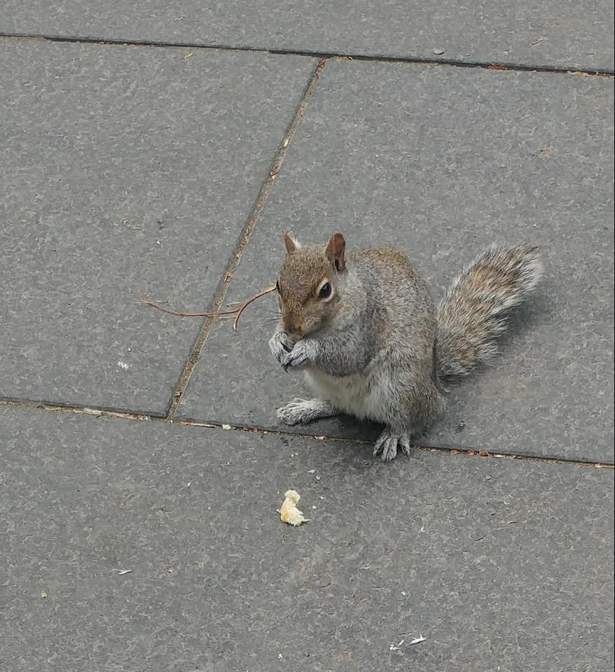 Grey squirrel sitting on concrete pavement holding food in its paws