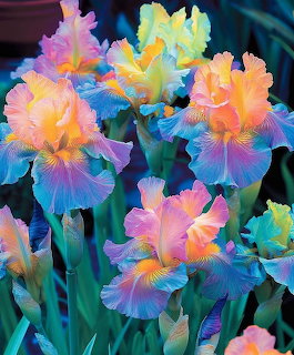 Neon Iris Flowers
