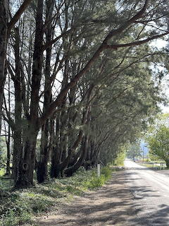 Tree-Lined Country Road
