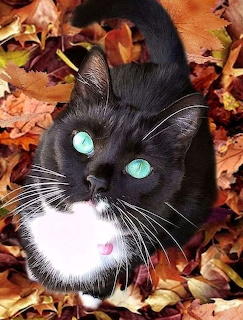 Black cat with white chest and vivid blue-green eyes surrounded by autumn leaves