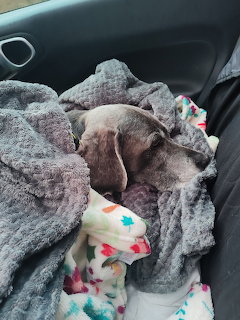 Weimaraner Puppy Sleeping in Car