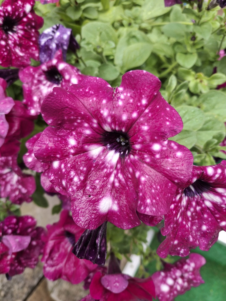 Petunia Night Sky Pink