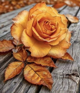 Golden orange rose with dried brown leaves on a weathered grey wooden surface