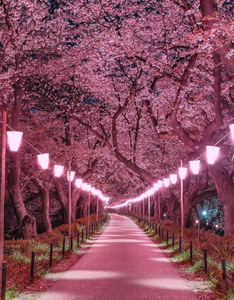 Illuminated pathway lined with lanterns under a canopy of pink cherry blossoms at night in Tokyo