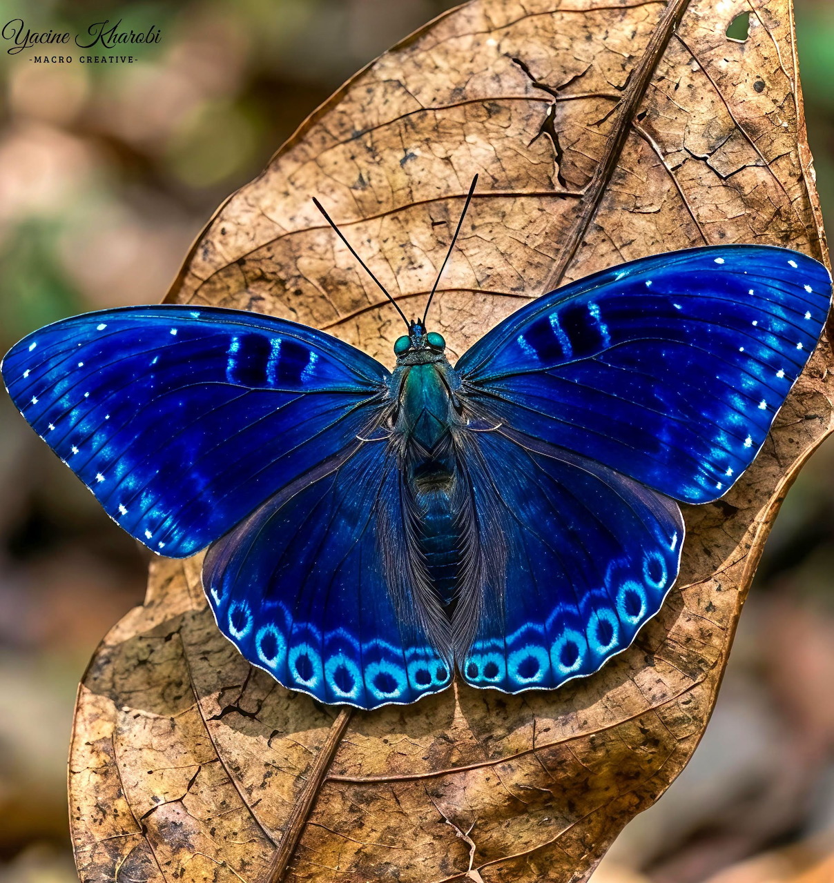 Bright blue butterfly with spotted wings perched on a dried brown leaf