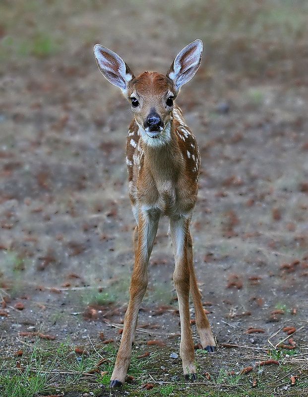 Young spotted deer fawn standing on dirt path looking at camera