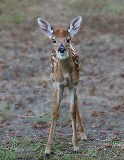 Young Deer Fawn