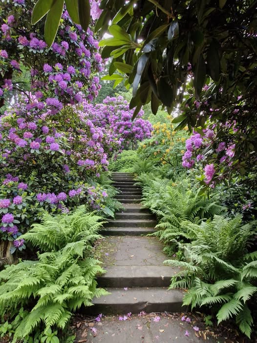 Stone steps along a lush garden path with ferns and purple flowering shrubs