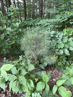 Young pine bush surrounded by green leafy plants on a forest floor with trees in the background