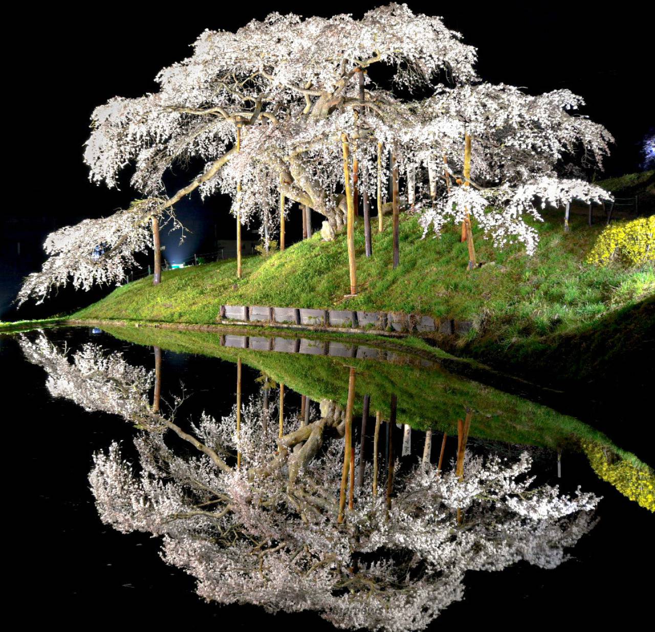 Cherry Blossom Reflection