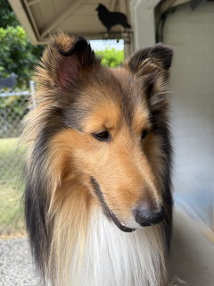 Shetland Sheepdog Portrait