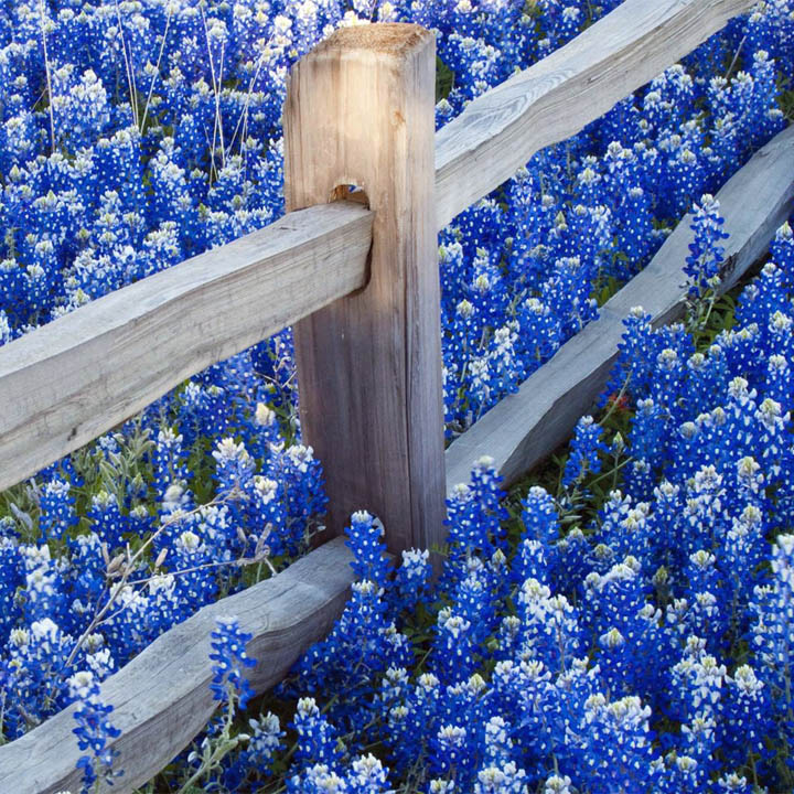 Wooden fence posts and rails surrounded by bright bluebonnet wildflowers