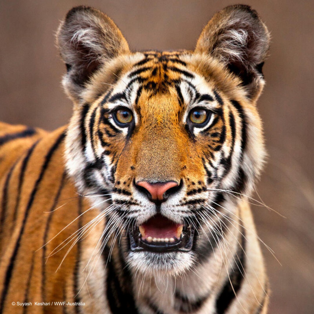 Close-up portrait of a young tiger looking straight at the camera with mouth slightly open