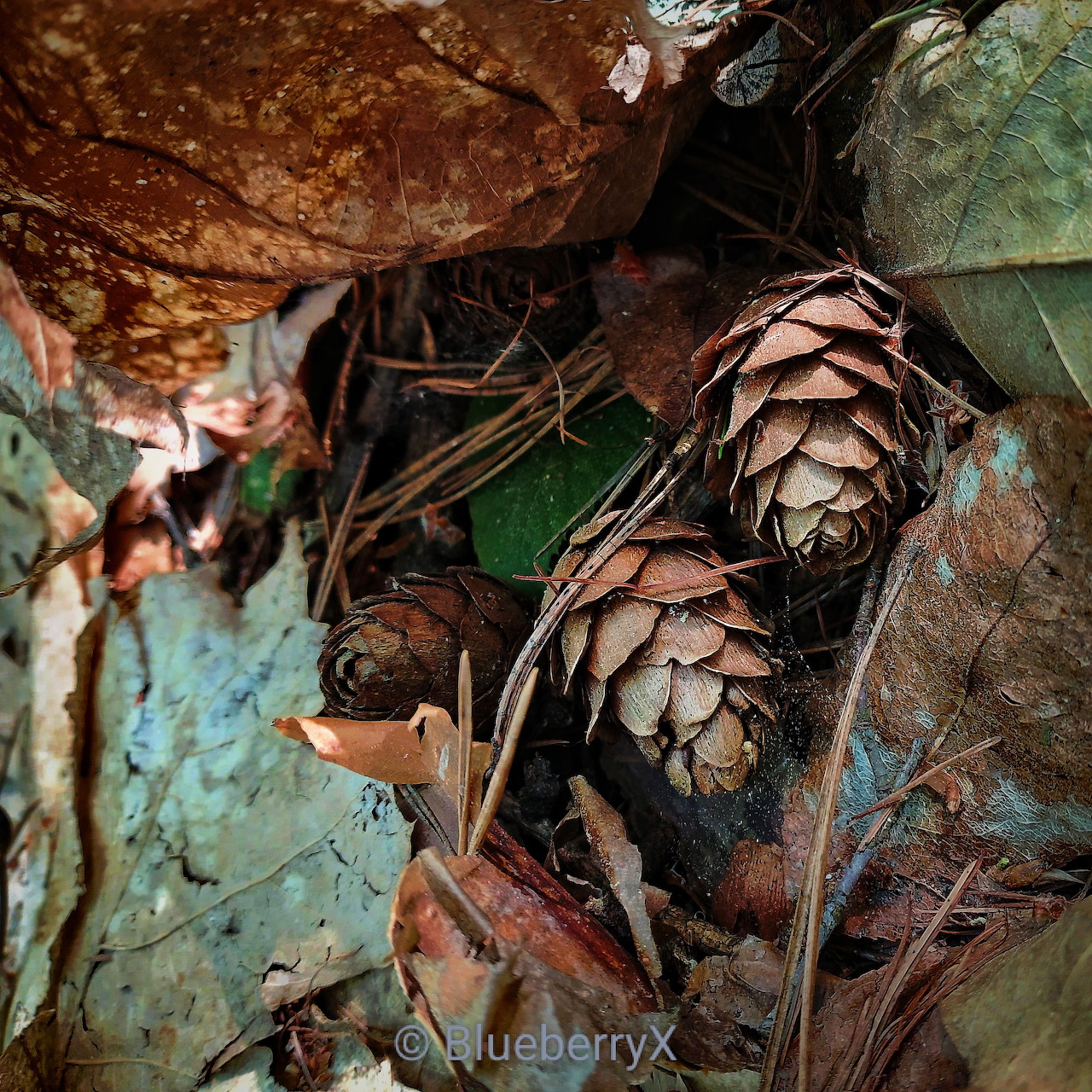 Close-up of pine cones, leaves, and rocks on a forest floor