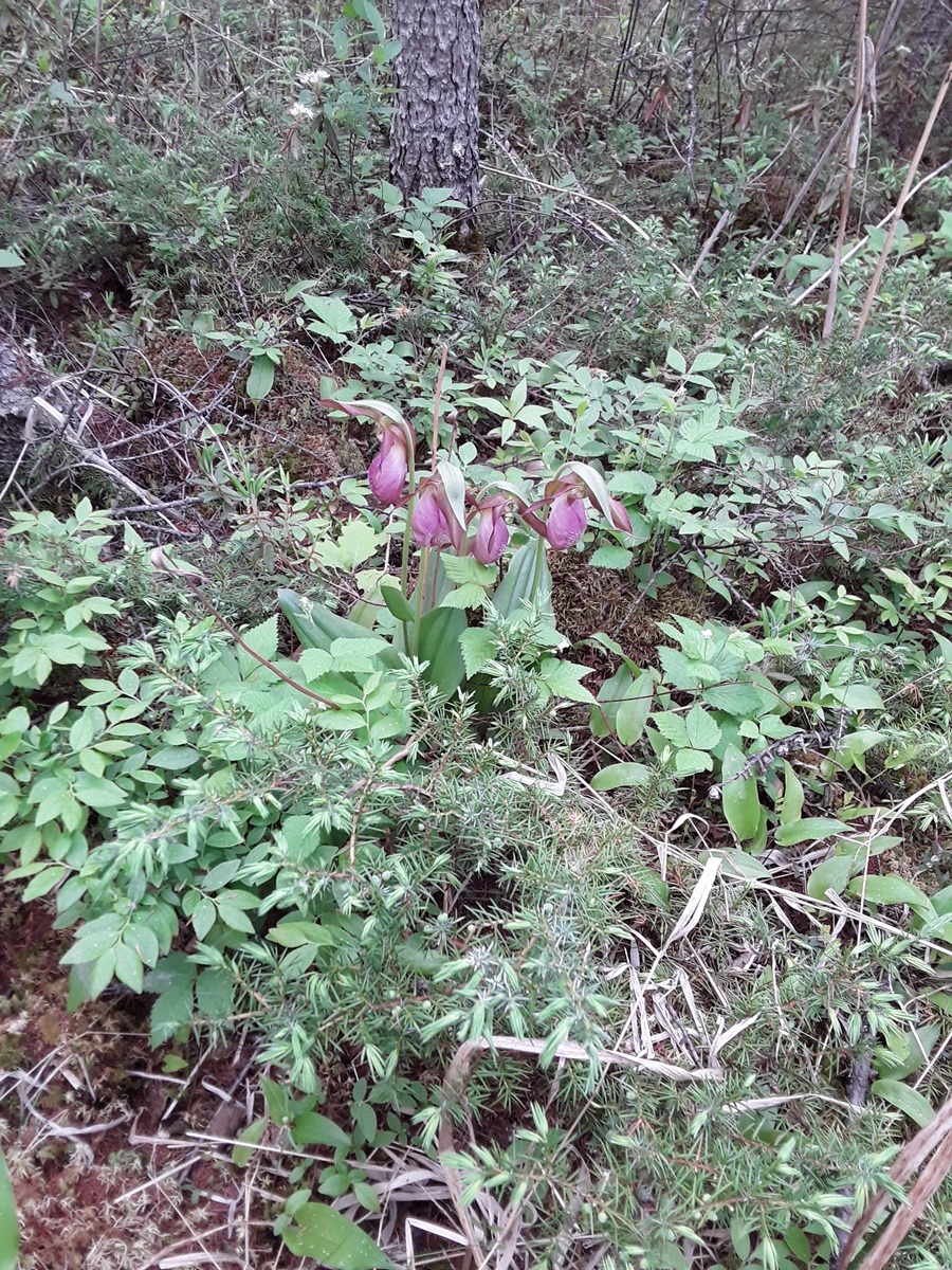Pink lady slipper orchids blooming among green leaves and forest undergrowth