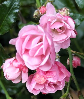 Cluster of pink roses and buds with dark green leaves in a garden