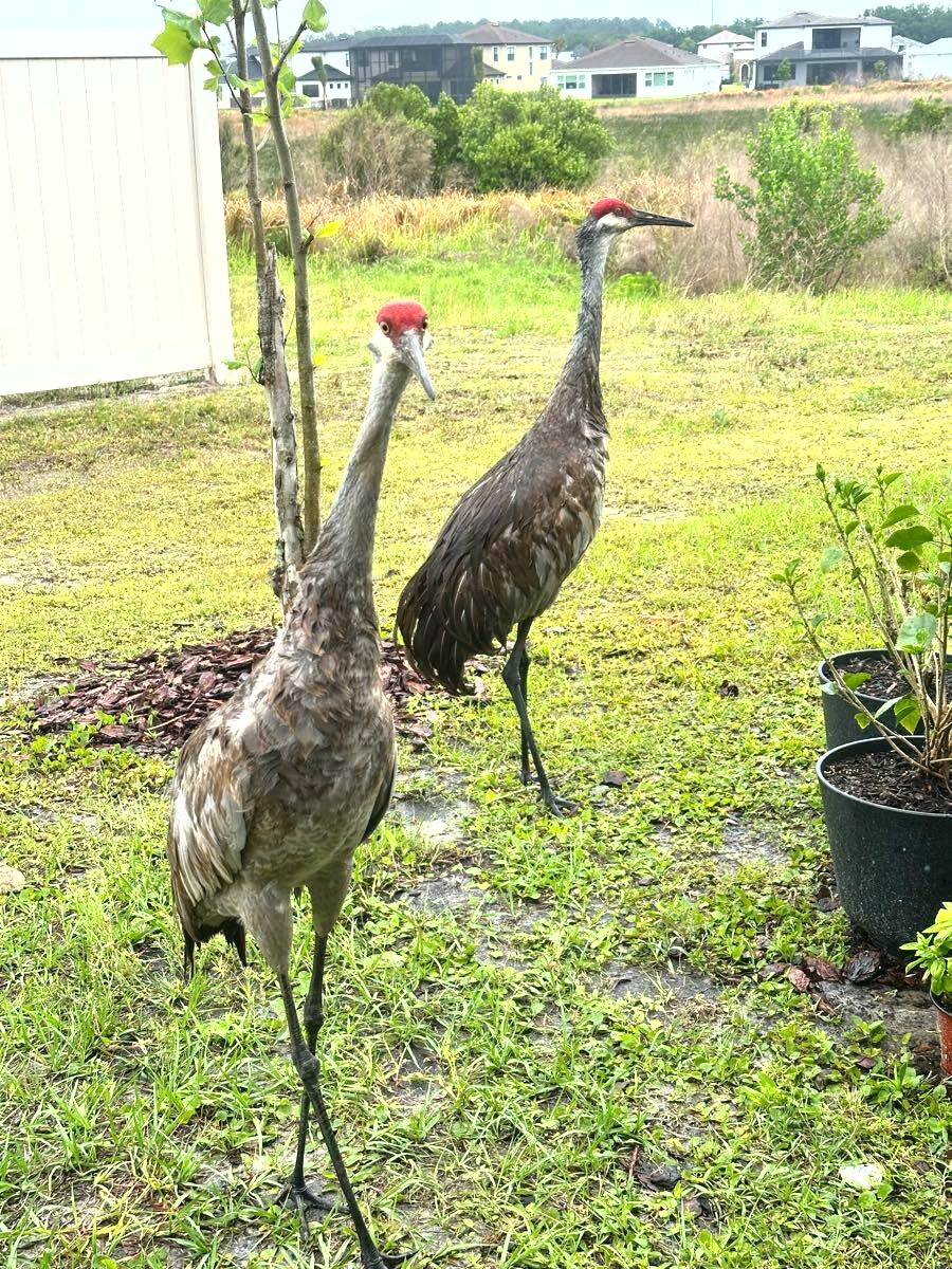 Two sandhill cranes with red head patches standing on a green lawn near poted plants