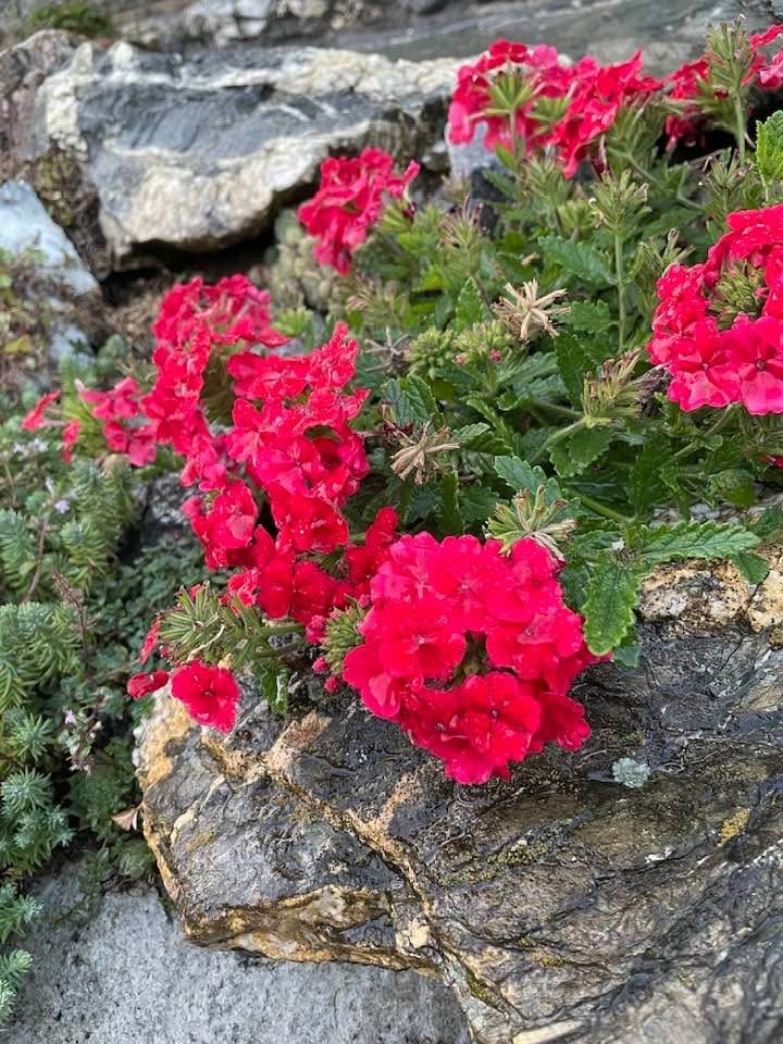 Bright red geranium flowers blooming between large gray rocks with green leaves