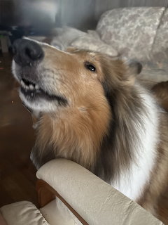 Collie Dog Barking Indoors