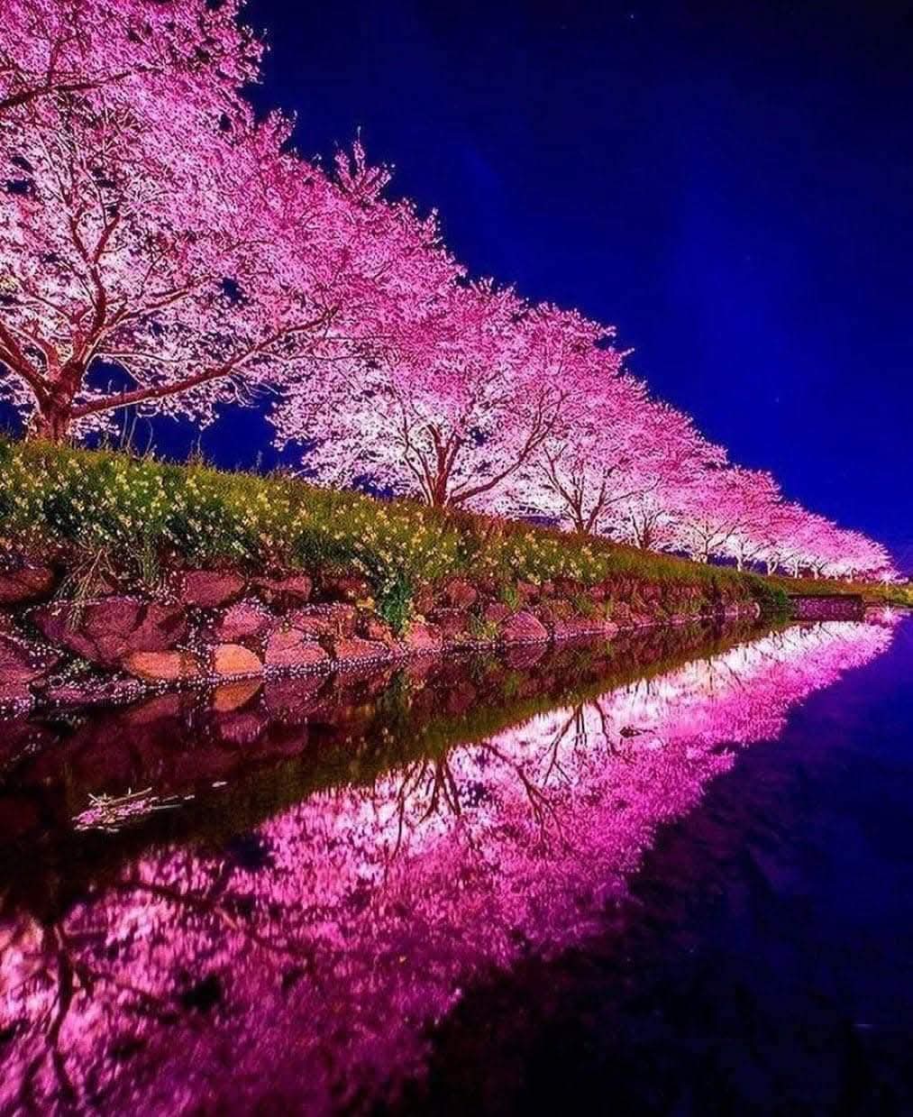 Pink cherry blossom trees beside a canal at night with bright reflections in calm water