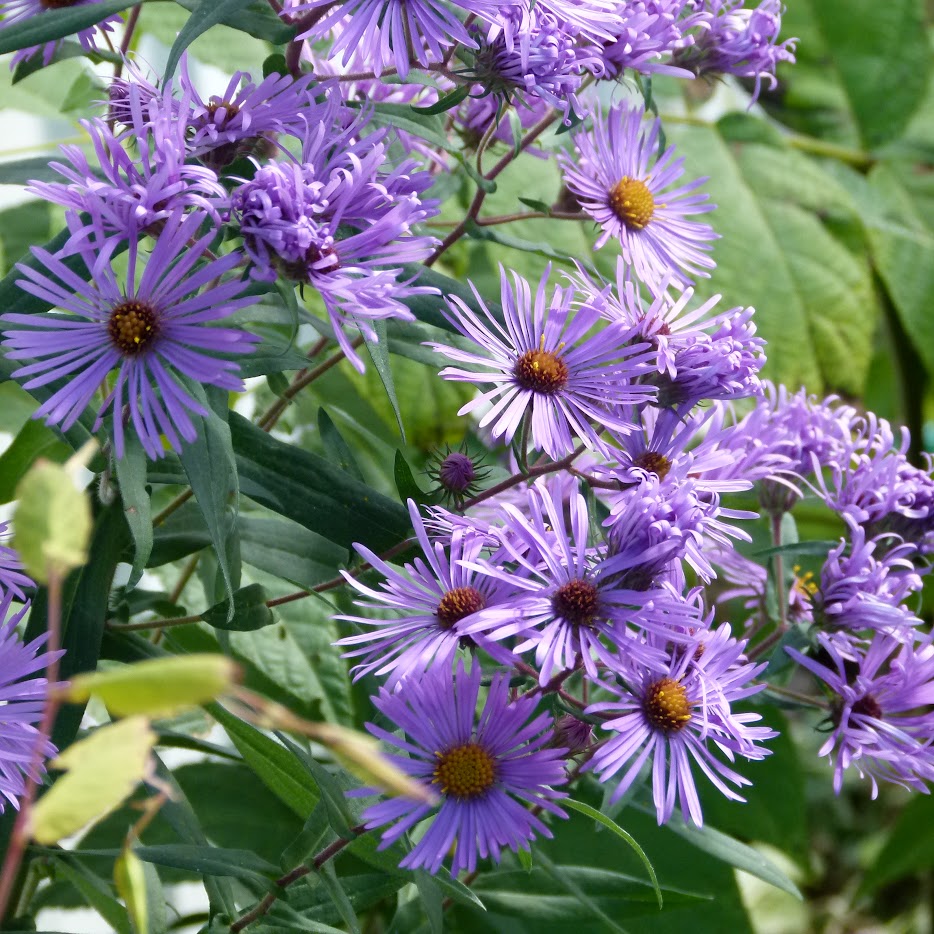 Close-up of purple aster flowers with yellow centers and green leaves